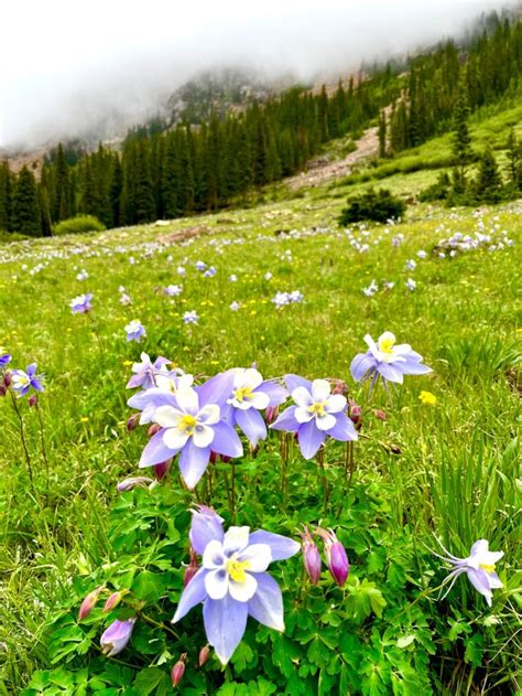 Enamored with this season’s wildflowers? You ain’t seen anything yet